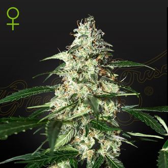 Skunk Autoflower (Strain Hunters) Feminiserade