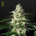 Skunk Autoflower (Strain Hunters) Feminiserade