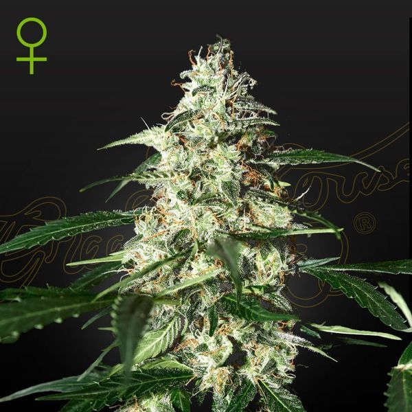 Skunk Autoflower (Strain Hunters) Feminiserade
