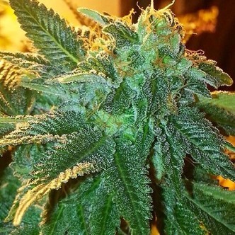 Alien OG (Cali Connection) feminiserade cannabisfr&ouml;n