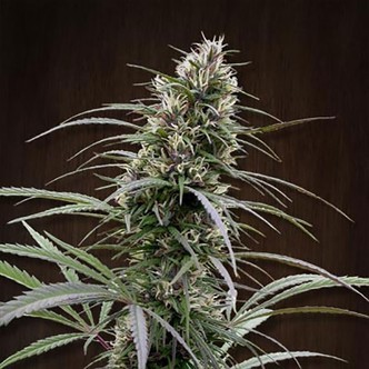 Congo (ACE Seeds) feminiserade
