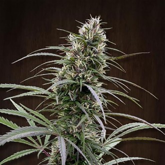 Congo (ACE Seeds) Feminiserade
