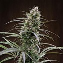 Congo (ACE Seeds) Feminiserade
