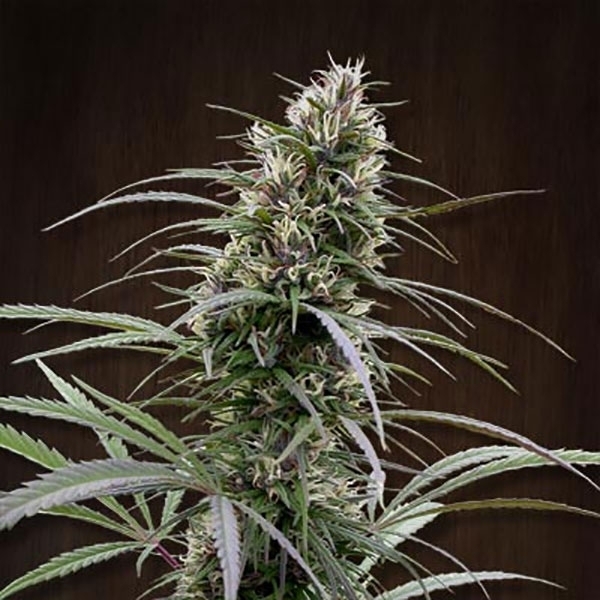 Congo (ACE Seeds) Feminiserade