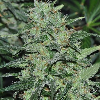 Malawi (ACE Seeds) Feminiserade