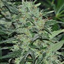 Malawi (ACE Seeds) Feminiserade