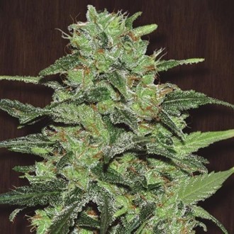 Malawi (ACE Seeds) Feminiserade
