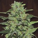 Malawi (ACE Seeds) Feminiserade