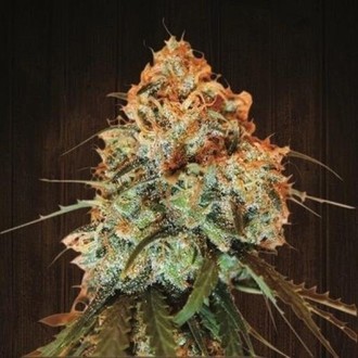 Golden Tiger (ACE Seeds) Feminiserade