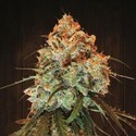 Golden Tiger (ACE Seeds) Feminiserade