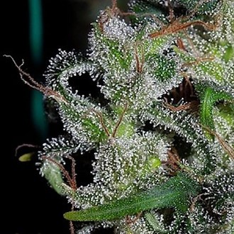 Zamaldelica (ACE Seeds) Feminiserade