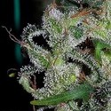 Zamaldelica (ACE Seeds) Feminiserade