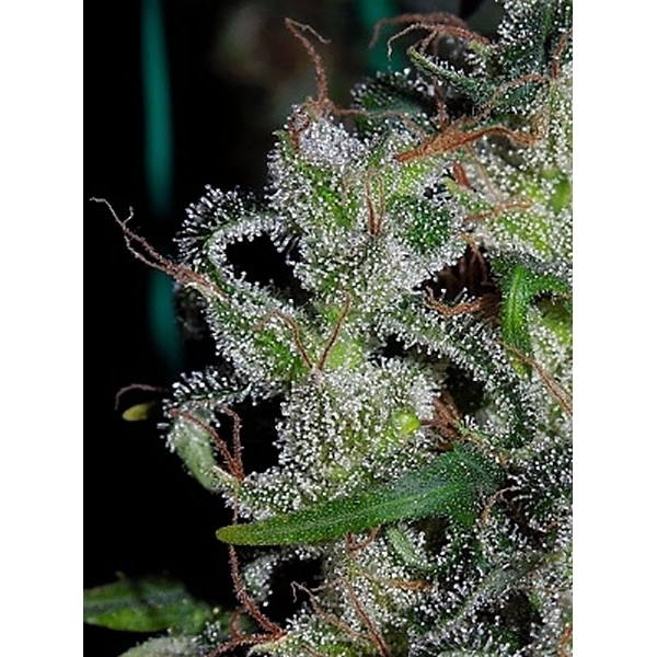 Zamaldelica (ACE Seeds) Feminiserade
