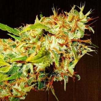 Zamaldelica (ACE Seeds) Feminiserade
