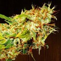 Zamaldelica (ACE Seeds) Feminiserade