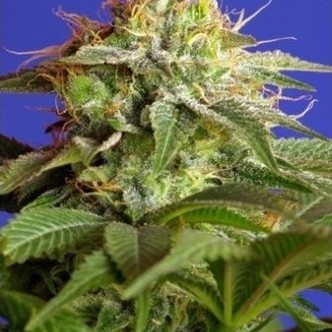 Green Poison (Sweet Seeds) feminiserade cannabisfr&ouml;n