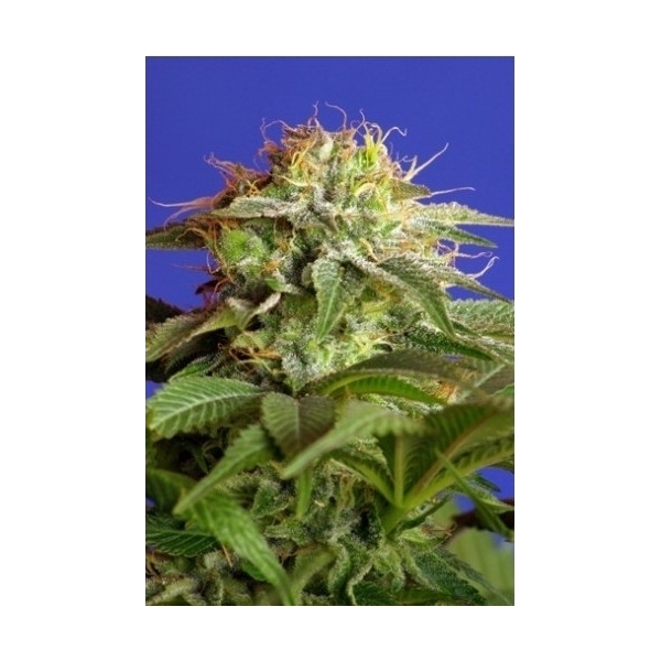 Green Poison (Sweet Seeds) Feminiserade