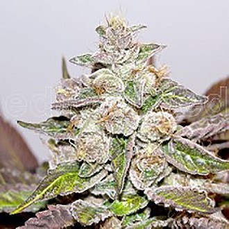 Mendocino x Purple Kush (Medical Seeds) Feminiserade