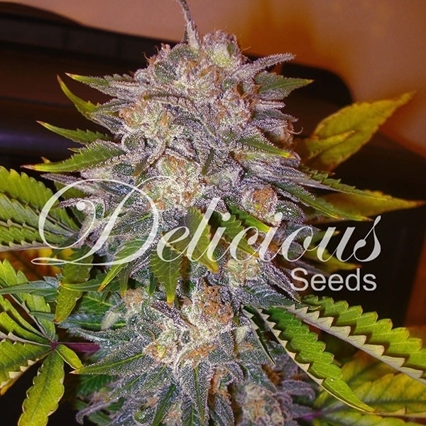 Caramelo (Delicious Seeds) Feminiserade