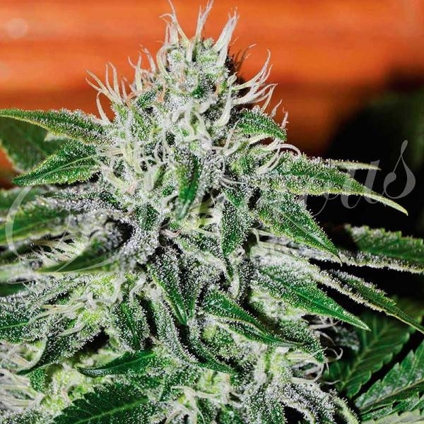 Critical Jack Herer (Delicious Seeds) Feminiserade