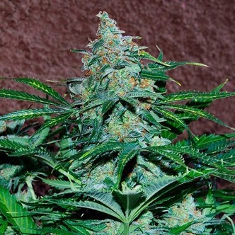 Amnesia Auto (World Of Seeds) feminiserade