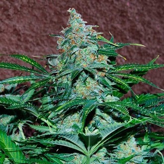 Amnesia Ryder Autoflower (World of Seeds) Feminiserade