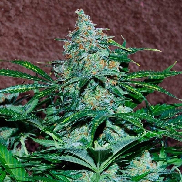 Amnesia Ryder Autoflower (World of Seeds) Feminiserade