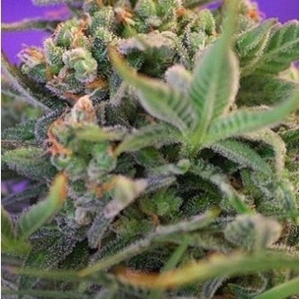 Sweet Cheese (Sweet Seeds) feminiserade