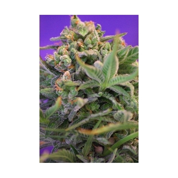 Sweet Cheese (Sweet Seeds) Feminiserade