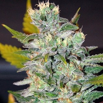 Space (World of Seeds) feminiserade