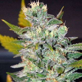 Space (World Of Seeds) Feminiserade
