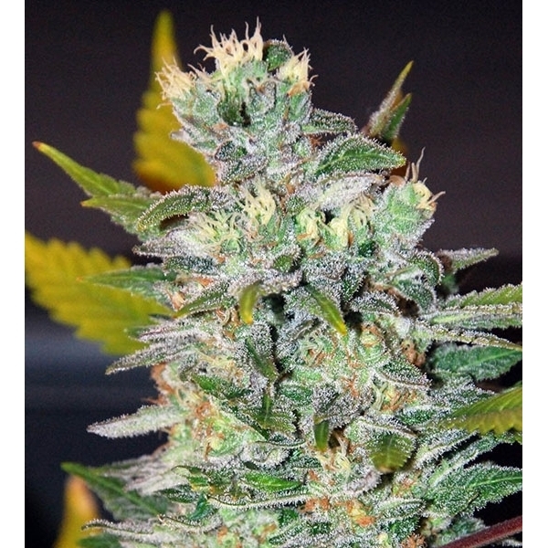 Space (World Of Seeds) Feminiserade
