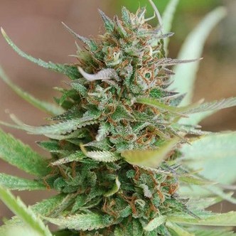 Strawberry Blue (World Of Seeds) feminiserade cannabisfr&ouml;n