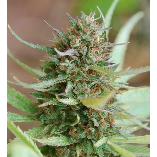 Strawberry Blue (World Of Seeds) Feminiserade