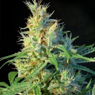 Psicodelicia (Sweet Seeds) feminiserade