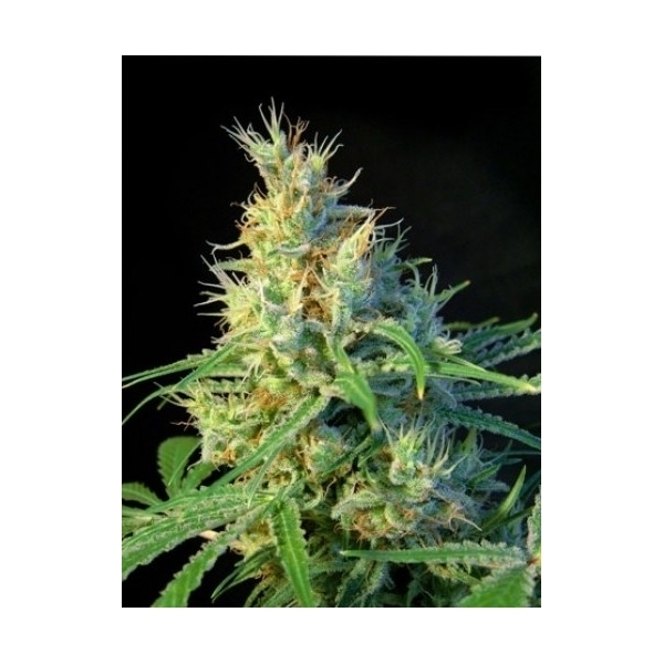 Psicodelicia (Sweet Seeds) Feminiserade