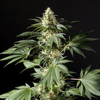 Black Bomb (Philosopher Seeds) Feminiserade