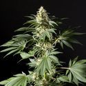 Black Bomb (Philosopher Seeds) Feminiserade