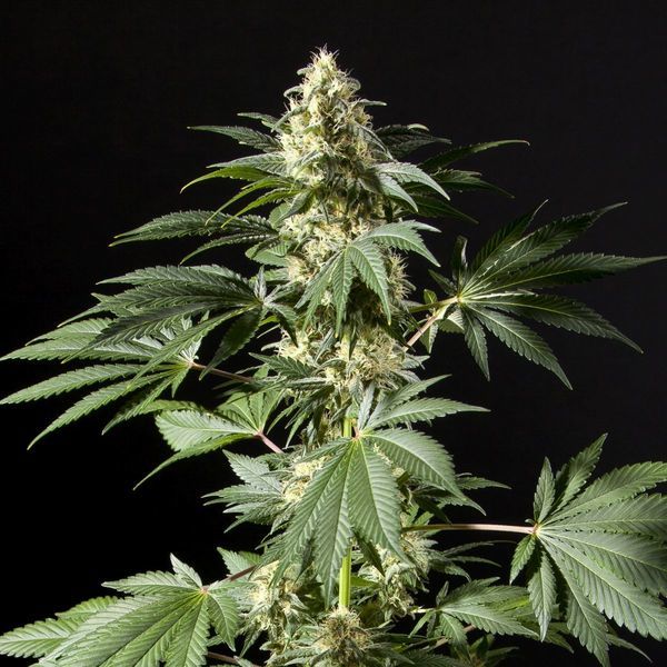 Black Bomb (Philosopher Seeds) Feminiserade