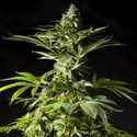 Tropimango (Philosopher Seeds) Feminiserade