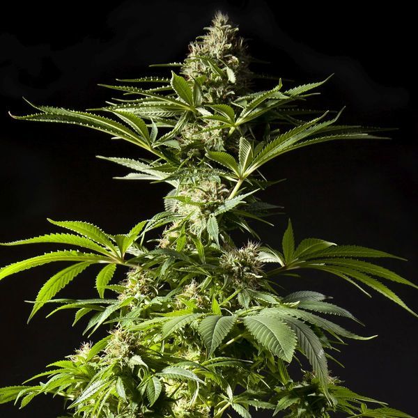 Tropimango (Philosopher Seeds) Feminiserade