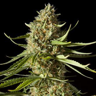 Amnesika 2.0 (Philosopher Seeds) Feminiserade