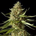Amnesika 2.0 (Philosopher Seeds) Feminiserade