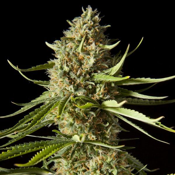 Amnesika 2.0 (Philosopher Seeds) Feminiserade