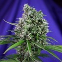 Sweet Trainwreck Auto (Sweet Seeds) Feminiserade