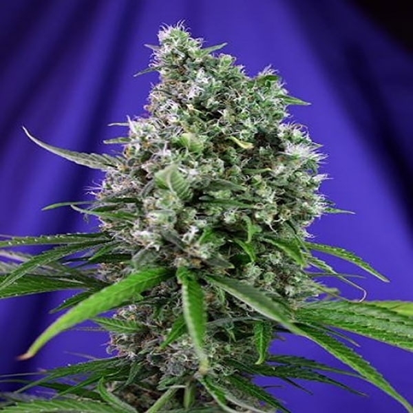 Sweet Trainwreck Auto (Sweet Seeds) Feminiserade