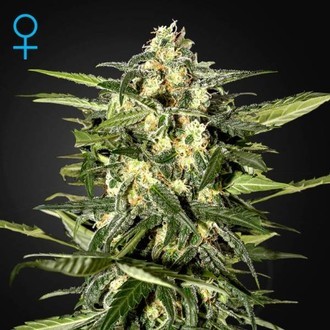 Jack Herer Auto (Greenhouse Seeds) Feminiserade