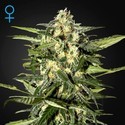 Jack Herer Auto (Greenhouse Seeds) Feminiserade