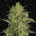 Nebula II CBD (Paradise Seeds) Feminiserade