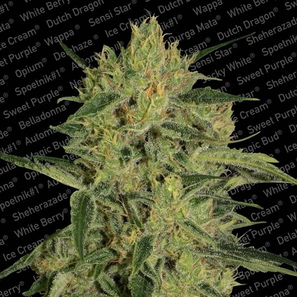 Nebula II CBD (Paradise Seeds) Feminiserade